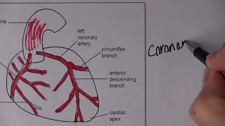 Cardiovascular System 2 Blood circulation with MCQs [upl. by Liddle]