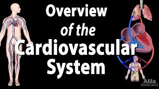 Cardiovascular System Overview Animation [upl. by Adrien]