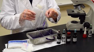 How to Perform a Gram Stain  MCCC Microbiology [upl. by Malda116]