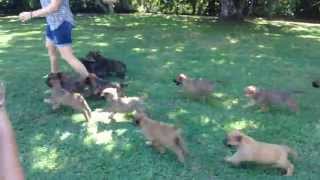 15 Irish Wolfhound puppies mob owner [upl. by Ynetsed]