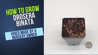 How To Grow Drosera Binata Carnivorous Plant Grow Guide OLD [upl. by Michelsen]