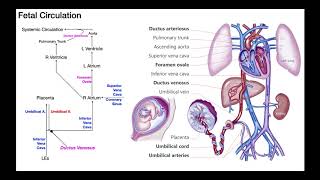 Overview of Fetal Circulation [upl. by Boorman]