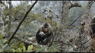 Footage Captures Yunnan Snubnosed Monkey Giving Birth [upl. by Ytissahc710]