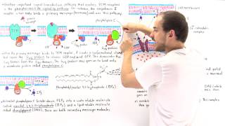 Phosphoinositide Signal Pathway [upl. by Ellehsal]