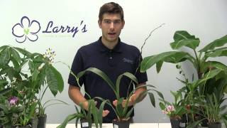 How to Grow Oncidium Orchids  Complete Growig Guide [upl. by Sarad651]