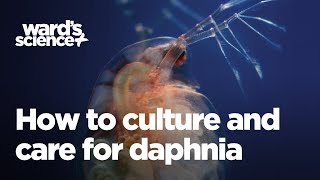 Caring and Culturing for Daphnia [upl. by Possing]