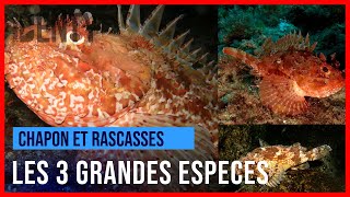 Les 3 grandes espèces de rascasses en chasse sousmarine [upl. by Analiese]