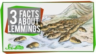 3 Facts About Lemmings [upl. by Ibson495]