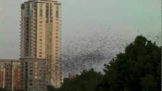 2 MILLION BATS Austin Texas [upl. by Koosis256]