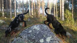 Beauceron puppies  Three months today [upl. by Gnoud]