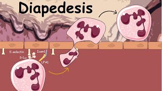 Easy way to identify cells in Neutrophil seriesClear overview [upl. by Ivon]