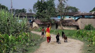 Village Lifestyle In Nepal  Rural Nepali Village Lifestyle  Farmers Start Sugarcane Harvest [upl. by Edrei39]