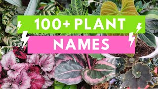 Plant Names and Pictures Plant Identification [upl. by Bartie]