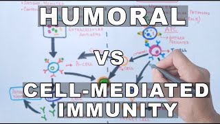 Humoral and Cell Mediated Immunity [upl. by Wilkison]