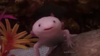 AXOLOTL  1 HOUR VERSION [upl. by Udela]