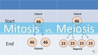 Mitosis vs Meiosis updated [upl. by Alamat]