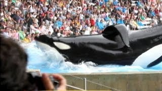 Blackfish Documentary Takes On Seaworld [upl. by Negeam]