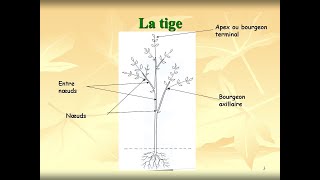 lappareil végétatif 2 la tige [upl. by Aisat]