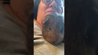 Guinea pig “chutting” sound [upl. by Ecyoj824]