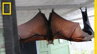 How Do Bats Land Upside Down  National Geographic [upl. by Gorrono]