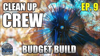 Choosing Your CLEANUP CREW  Beginner Saltwater Budget Aquarium [upl. by Anaela]