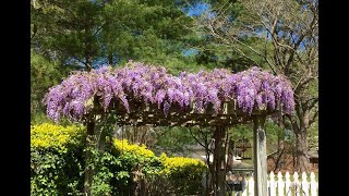 Wisteria Growing Guide amp UPDATE on one grown from bare root  Ep 63 [upl. by Catlaina659]