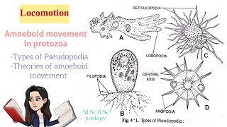 LocomotionAmoeboid movement in protozoaTypes of Pseudopodia Theories of Amoeboid movt MSc BSc [upl. by Nylhsa]