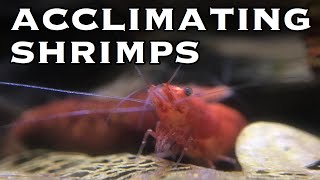 How to Acclimate Shrimps amp Sensitive Fish [upl. by Sirovaj65]