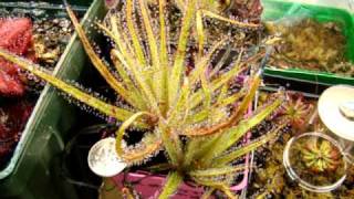 Drosera regia  The King Sundew Carnivorous Plant [upl. by Olaznog216]