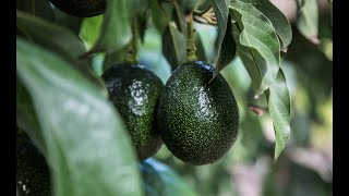 How to Grow Avocados  Mitre 10 Easy As Garden [upl. by Basham479]