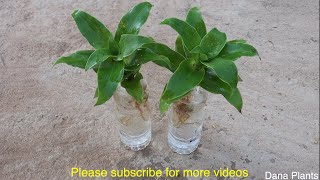 How To Grow Callisia Fragrans Plant In Water [upl. by Lorain786]