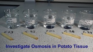 Osmosis Required Practical GCSE Biology [upl. by Sirret]