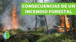 CONSECUENCIAS de los INCENDIOS FORESTALES  TIPOS DE INCENDIOS [upl. by Cynarra]