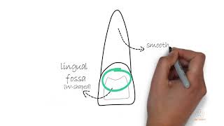 Permanent Maxillary Central Incisor [upl. by Husein]