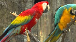 Zoo View Macaws  Cincinnati Zoo [upl. by Norabel]