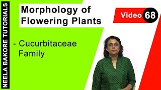 Morphology of Flowering Plants  NEET Cucurbitaceae Family  Neela Bakore Tutorials [upl. by Kindig]