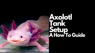 Axolotl Care Guide for Beginners [upl. by Wandy]