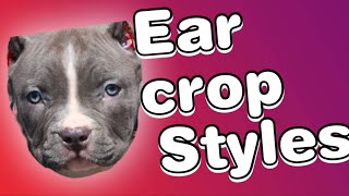 Ear cropping styles for Pitbulls [upl. by Veradis]