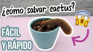 Salvar CactusRecupera tu suculentaFácil y rápido [upl. by Miguelita]