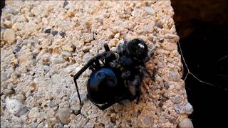 Jumping Spider vs Black Widow [upl. by Huebner393]