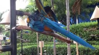 Blue macaws mating [upl. by Milan]