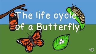 The Life Cycle of a Butterfly [upl. by Hseham]