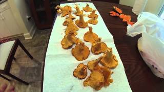 Chanterelle Mushroom Identification Tips [upl. by Trescha]