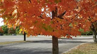 ID That Tree Fall Color Sugar Maple [upl. by Nylassej855]