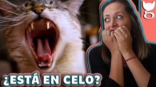 CÓMO CALMAR A UNA GATA EN CELO 🙀 LA GATERÍA TV [upl. by Adnohr]