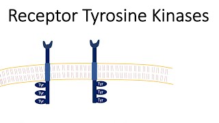 Receptor Tyrosine Kinases  RTK [upl. by Jaban210]