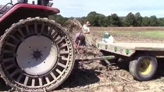 Making Sorghum in Kentucky Start to Finish [upl. by Murdocca]