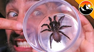 Milking the Worlds Most Venomous Spider [upl. by Asta]