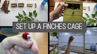 Cage setup for finches  Breeding Cages And How To Set Up [upl. by Richmond]