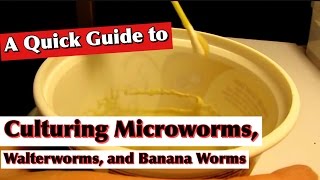 A Quick Guide to Microworms Walterworms and Banana worms [upl. by Ellesirg]